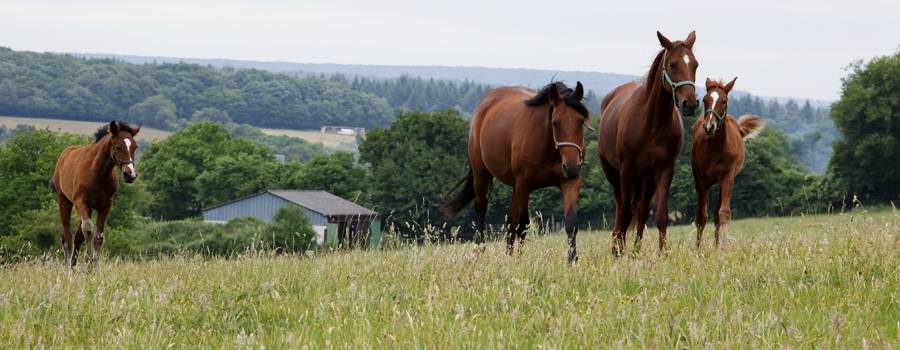 haras-d-urzy-elevage-michel-rivaillon-1