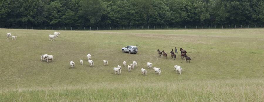 haras-d-urzy-elevage-michel-rivaillon-12