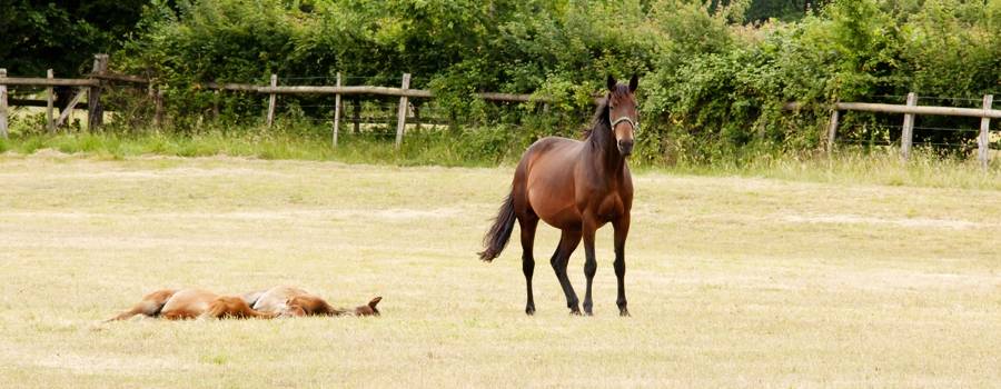 haras-d-urzy-elevage-michel-rivaillon-2