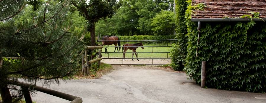 haras-d-urzy-elevage-michel-rivaillon-8